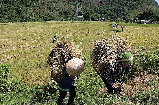 Chùm ảnh: Mùa "ngọc trời" trên "tứ đại cánh đồng" lớn nhất Tây Bắc chum anh mua ngoc troi tren tu dai canh dong lon nhat tay bac