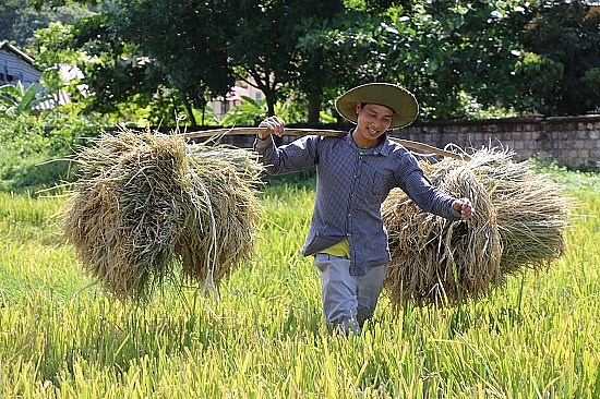 Chùm ảnh: Mùa "ngọc trời" trên "tứ đại cánh đồng" lớn nhất Tây Bắc chum anh mua ngoc troi tren tu dai canh dong lon nhat tay bac