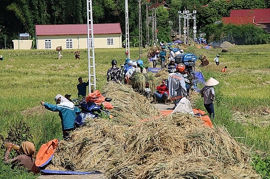 Chùm ảnh: Mùa "ngọc trời" trên "tứ đại cánh đồng" lớn nhất Tây Bắc chum anh mua ngoc troi tren tu dai canh dong lon nhat tay bac