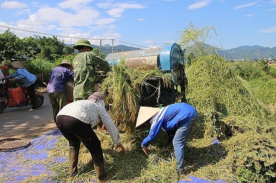 Chùm ảnh: Mùa "ngọc trời" trên "tứ đại cánh đồng" lớn nhất Tây Bắc chum anh mua ngoc troi tren tu dai canh dong lon nhat tay bac