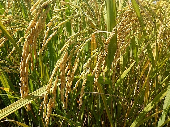Chùm ảnh: Mùa "ngọc trời" trên "tứ đại cánh đồng" lớn nhất Tây Bắc chum anh mua ngoc troi tren tu dai canh dong lon nhat tay bac