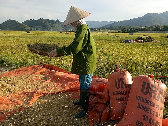 Chùm ảnh: Mùa "ngọc trời" trên "tứ đại cánh đồng" lớn nhất Tây Bắc chum anh mua ngoc troi tren tu dai canh dong lon nhat tay bac