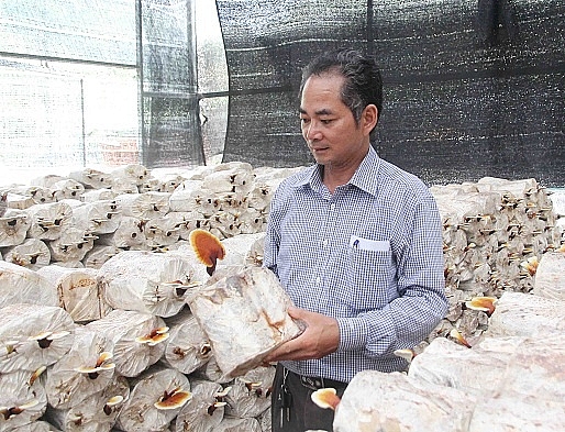 Làm giàu ở nông thôn: Tiền tỷ "mọc ra" từ những cành củi khô lam giau o nong thon tien ty moc ra tu nhung canh cui kho