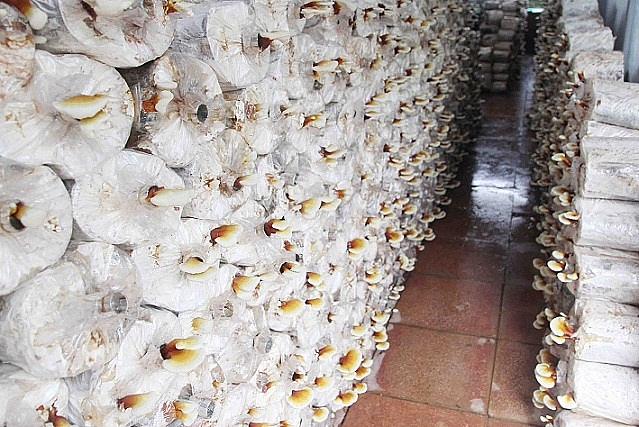 Làm giàu ở nông thôn: Tiền tỷ "mọc ra" từ những cành củi khô lam giau o nong thon tien ty moc ra tu nhung canh cui kho