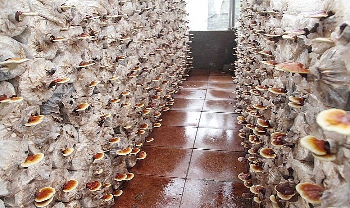 Làm giàu ở nông thôn: Tiền tỷ "mọc ra" từ những cành củi khô lam giau o nong thon tien ty moc ra tu nhung canh cui kho