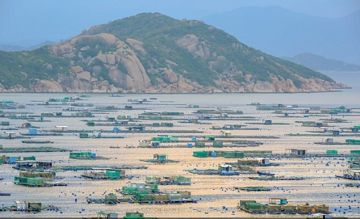 Nghề nuôi tôm hùm thương phẩm trên đảo Bình Ba nghe nuoi tom hum thuong pham tren dao binh ba