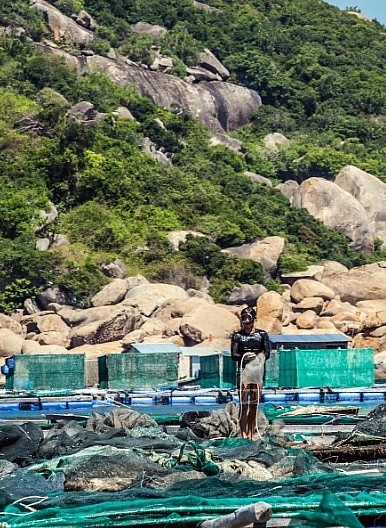 Nghề nuôi tôm hùm thương phẩm trên đảo Bình Ba nghe nuoi tom hum thuong pham tren dao binh ba