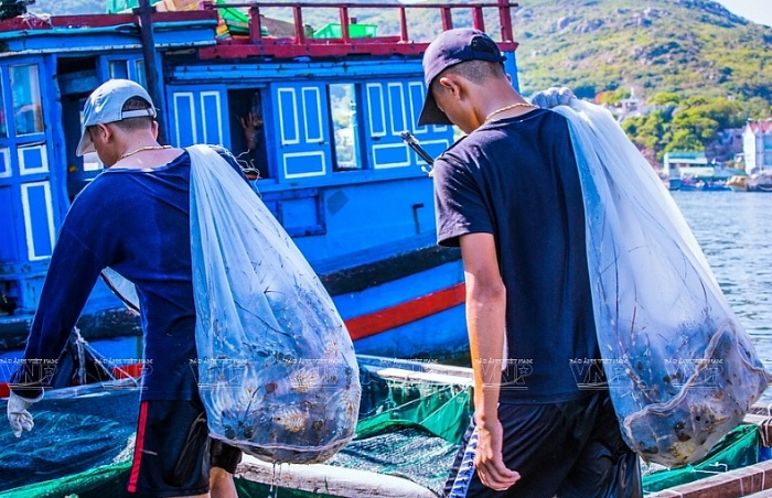 Nghề nuôi tôm hùm thương phẩm trên đảo Bình Ba nghe nuoi tom hum thuong pham tren dao binh ba