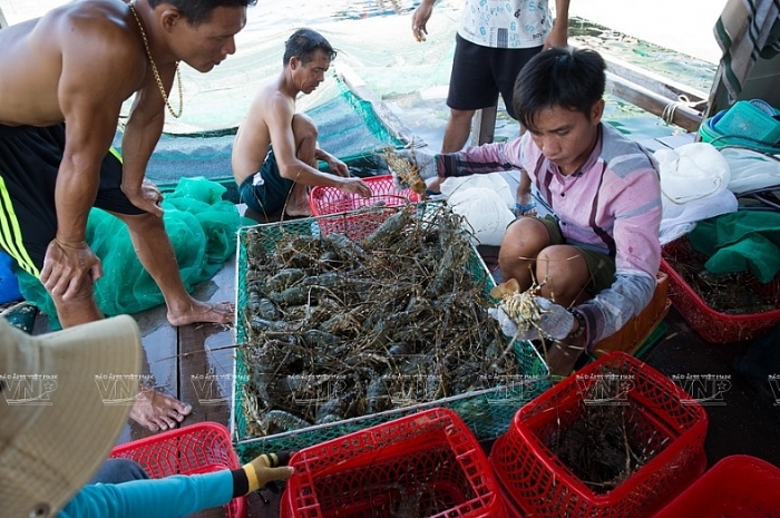 Nghề nuôi tôm hùm thương phẩm trên đảo Bình Ba nghe nuoi tom hum thuong pham tren dao binh ba