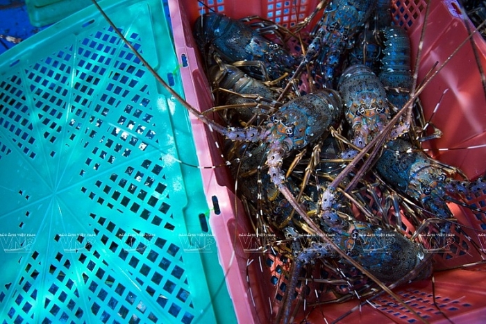Nghề nuôi tôm hùm thương phẩm trên đảo Bình Ba nghe nuoi tom hum thuong pham tren dao binh ba