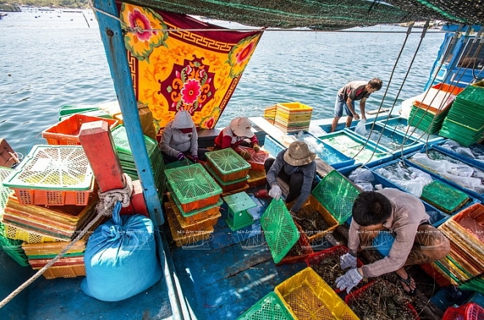 Nghề nuôi tôm hùm thương phẩm trên đảo Bình Ba nghe nuoi tom hum thuong pham tren dao binh ba