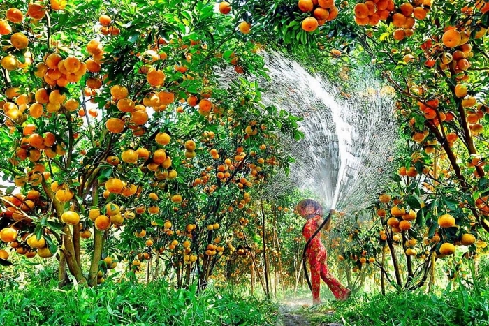 Đồng Tháp có đặc sản gì nổi tiếng? dong thap co dac san gi noi tieng
