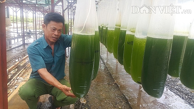 Chuyện lạ Thái Bình: Nuôi thứ nước xanh lè mà "rót" ra hàng tỷ đồng chuyen la thai binh nuoi thu nuoc xanh le ma rot ra hang ty dong