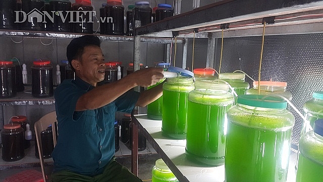 Chuyện lạ Thái Bình: Nuôi thứ nước xanh lè mà "rót" ra hàng tỷ đồng chuyen la thai binh nuoi thu nuoc xanh le ma rot ra hang ty dong