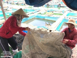 loi nhuan nhieu tu nghe nuoi yen kem theo nhung phien toai