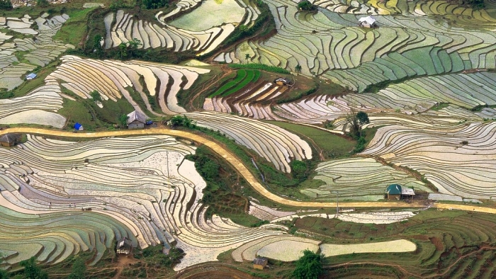 Mùa nước đổ đẹp như tranh ở Lào Cai mua nuoc do dep nhu tranh o lao cai