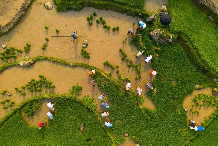 Mùa nước đổ đẹp như tranh ở Lào Cai mua nuoc do dep nhu tranh o lao cai