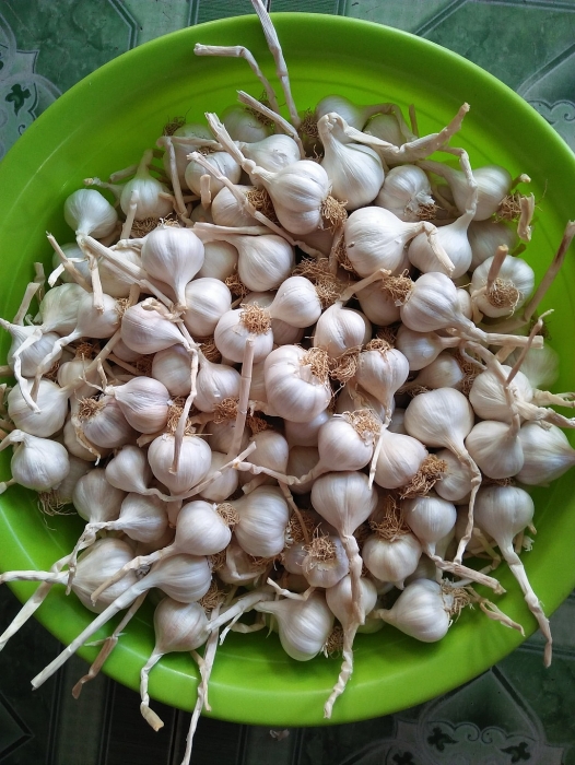 Quảng Ngãi có đặc sản gì nổi tiếng? quang ngai co dac san gi noi tieng