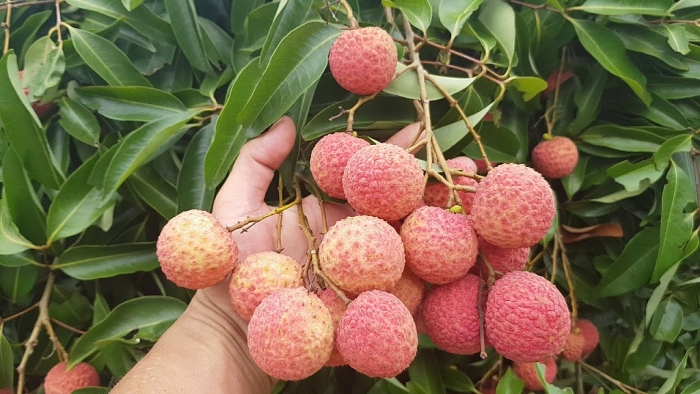 Hải Dương với những đặc sản cứ nhắc tên là nhớ ngay hai duong noi tieng voi nhung dac san nao rat doi tu hao