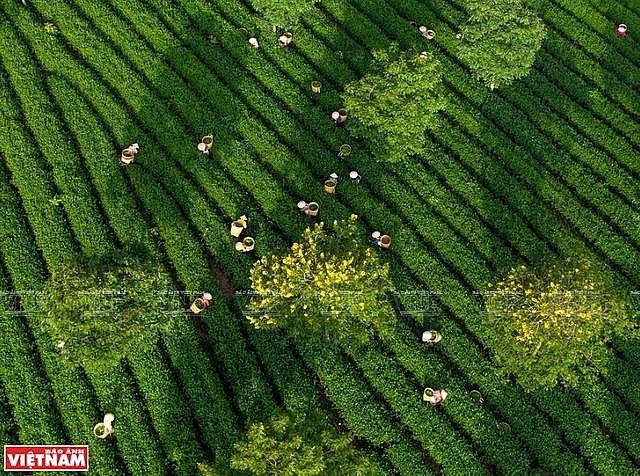 Phong cảnh Việt Nam - những bức hình tuyệt đẹp nhìn từ trên cao phong canh viet nam nhung buc hinh tuyet dep nhin tu tren cao