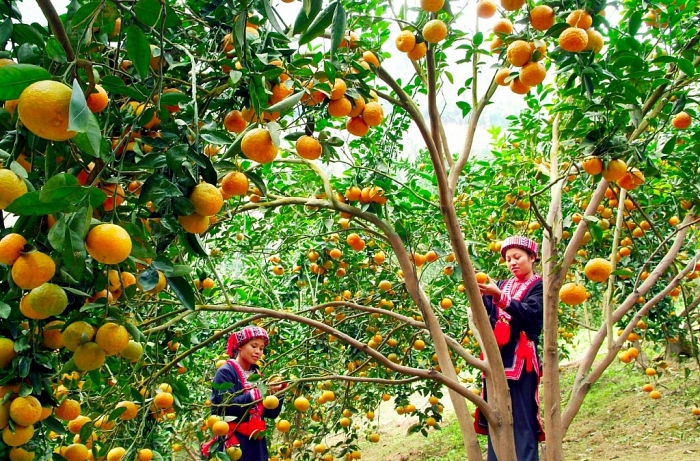 Tuyên Quang có đặc sản gì ấn tượng? tuyen quang co dac san gi an tuong