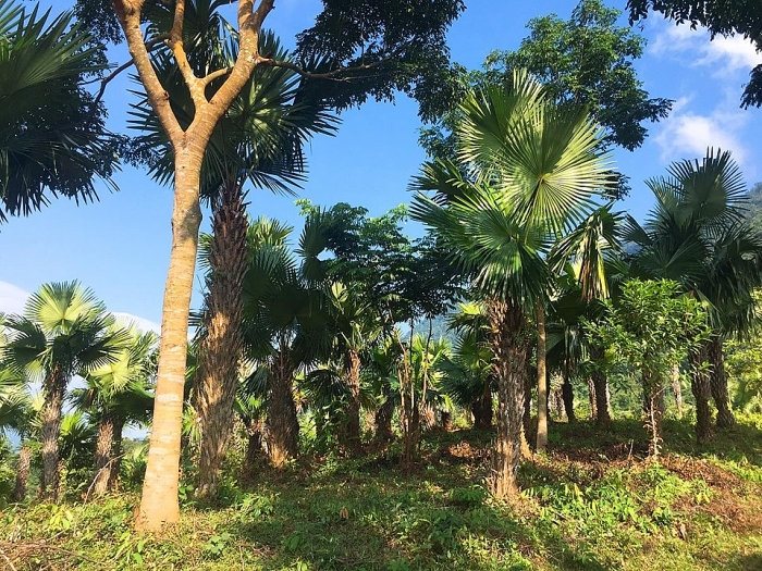 pu luong net dep dung di hoa quyen voi may troi