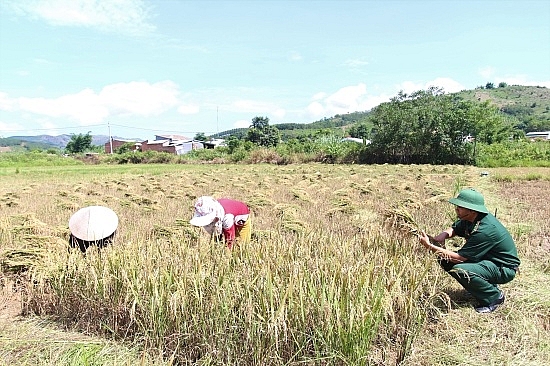 “Cây đại thụ” vùng ngã ba biên giới cay dai thu vung nga ba bien gioi
