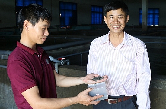 Nuôi tôm hùm trong... bể nuoi tom hum trong be
