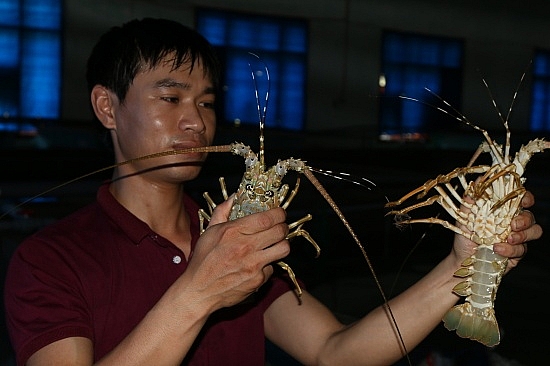 Nuôi tôm hùm trong... bể nuoi tom hum trong be