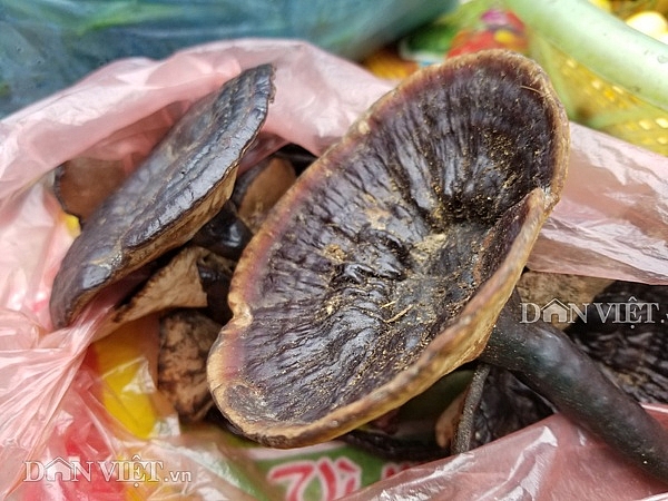 Đặc sản xứ Lạng: Rùa đá nhốt rọ, quả lạ vàng rực, rết độc nhốt chai dac san xu lang rua da nhot ro qua la vang ruc ret doc nhot chai