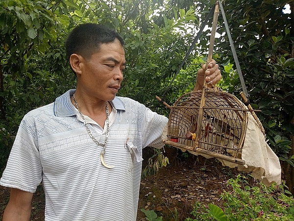 Lạ mà hay: Dùng chim chào mào đầu đàn dụ chim rừng về hót quanh nhà la ma hay dung chim chao mao dau dan du chim rung ve hot quanh nha