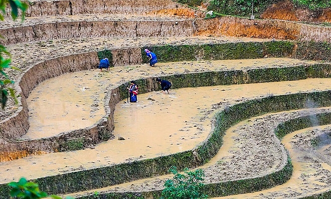Lạc bước giữa mùa cấy trên cánh đồng ruộng bậc thang như tuyệt tác lac buoc giua mua cay tren canh dong ruong bac thang nhu tuyet tac