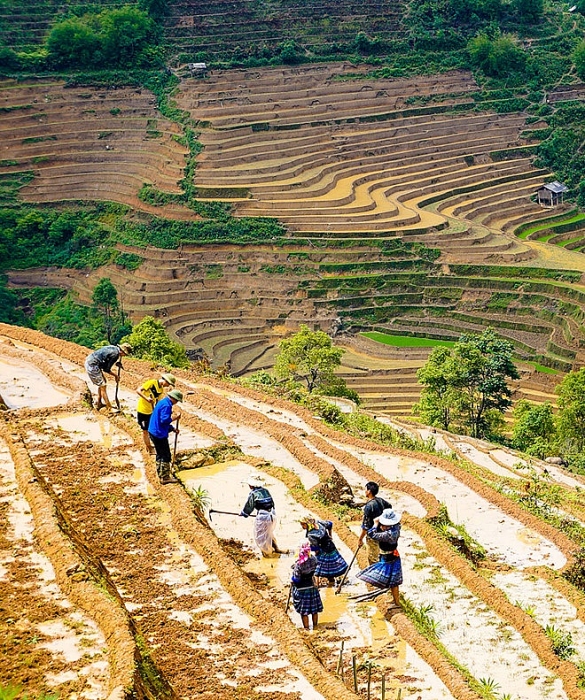 Lạc bước giữa mùa cấy trên cánh đồng ruộng bậc thang như tuyệt tác lac buoc giua mua cay tren canh dong ruong bac thang nhu tuyet tac