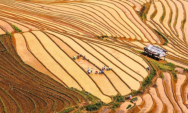 Lạc bước giữa mùa cấy trên cánh đồng ruộng bậc thang như tuyệt tác lac buoc giua mua cay tren canh dong ruong bac thang nhu tuyet tac