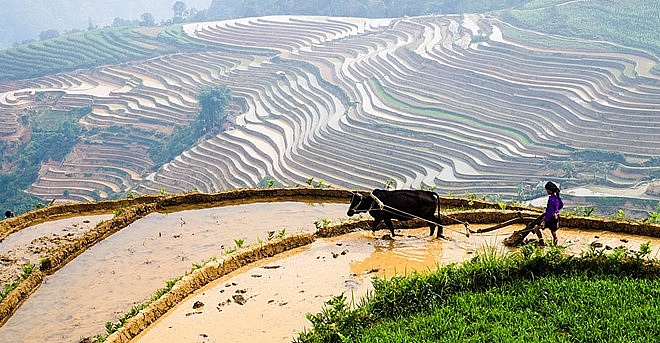 Lạc bước giữa mùa cấy trên cánh đồng ruộng bậc thang như tuyệt tác lac buoc giua mua cay tren canh dong ruong bac thang nhu tuyet tac