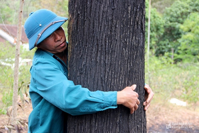 can canh hoang tan sau chay rung o nam dan