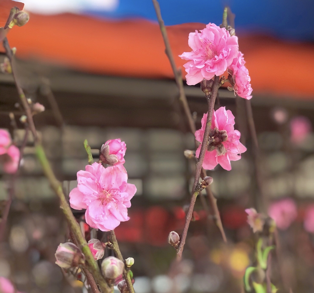 Cấm chơi đào rừng, giá đào vườn tăng gấp đôi