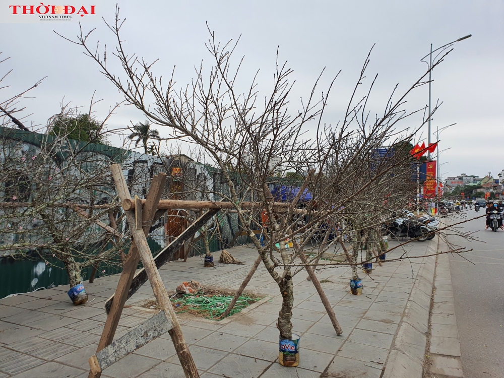 Ngắm những gốc ‘đào rừng có tem’ ở Hà Nội