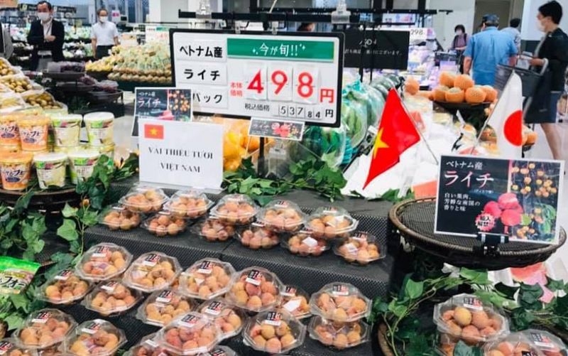 Vải thiều rộng cửa sang Nhật Bản Vải thiều rộng cửa sang Nhật Bản