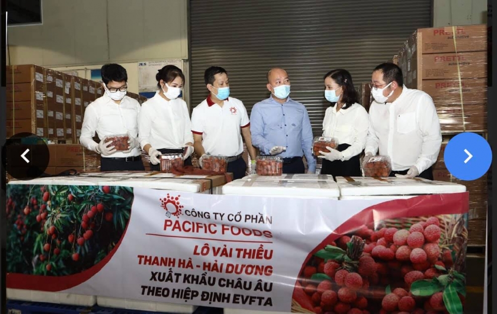 Vải thiều Việt Nam chinh phục thị trường châu Âu Vải thiều Việt Nam chinh phục thị trường châu Âu