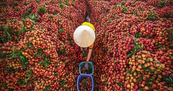 TS Võ Trí Thành: 'Tháo gỡ khó khăn trong tiêu thụ nông sản phải nhanh, tốc độ'