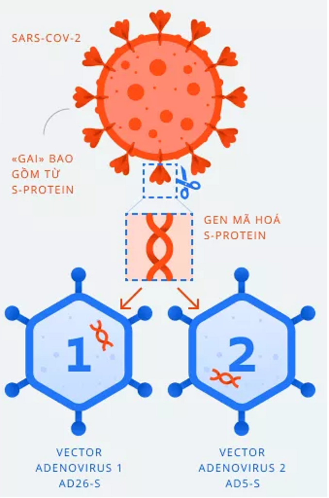 Vaccine COVID-19 đầu tiên được hoạt động như thế nào? Vaccine COVID-19 Sputnik V của Nga được tiêm theo quy trình như thế nào?