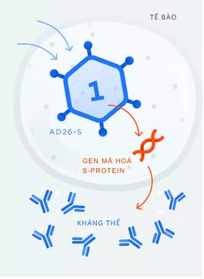 Vaccine COVID-19 đầu tiên được hoạt động như thế nào? Vaccine COVID-19 Sputnik V của Nga được tiêm theo quy trình như thế nào?
