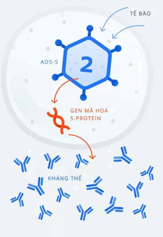 Vaccine COVID-19 đầu tiên được hoạt động như thế nào? Vaccine COVID-19 Sputnik V của Nga được tiêm theo quy trình như thế nào?