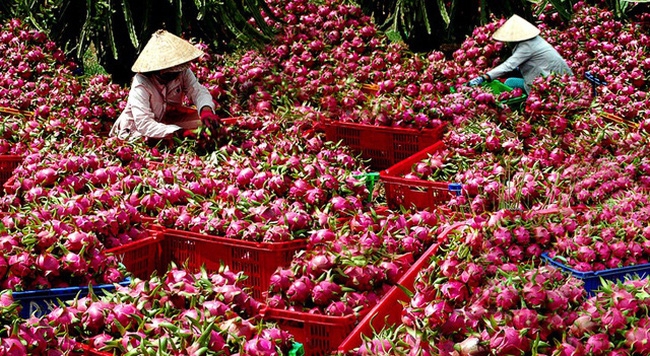 Khơi thông xuất khẩu trái cây sang Mỹ trở lại Trái cây Việt có thể xuất khẩu sang Mỹ trở lại