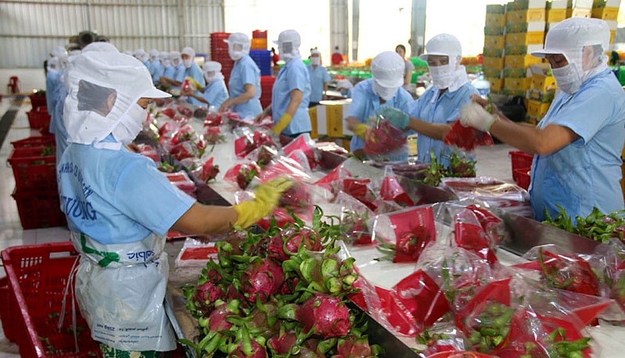 Packaging dragon fruit for export to the UK. Photo: VOV Packaging dragon fruit for export to the UK. Photo: VOV