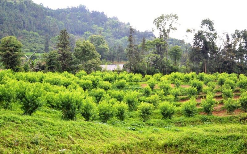 Early ripening peach season on Bac Ha plateau Early ripening peach season on Bac Ha plateau