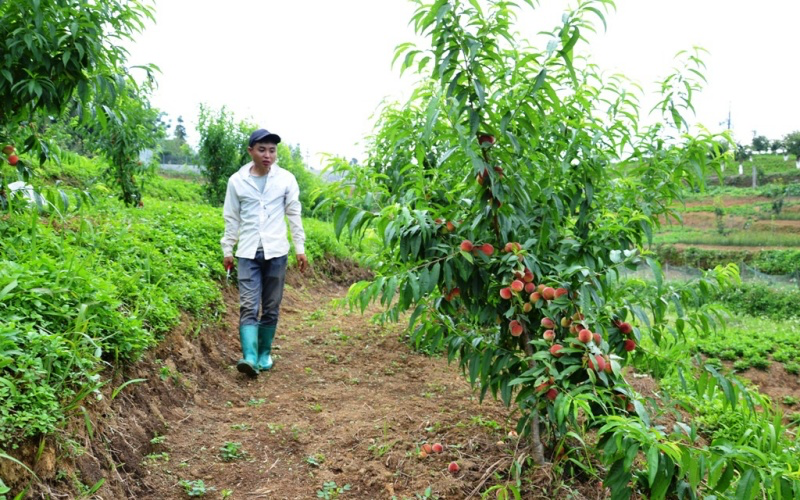 Early ripening peach season on Bac Ha plateau Early ripening peach season on Bac Ha plateau