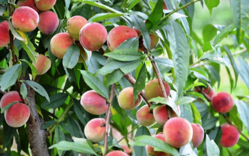 Early ripening peach season on Bac Ha plateau Early ripening peach season on Bac Ha plateau