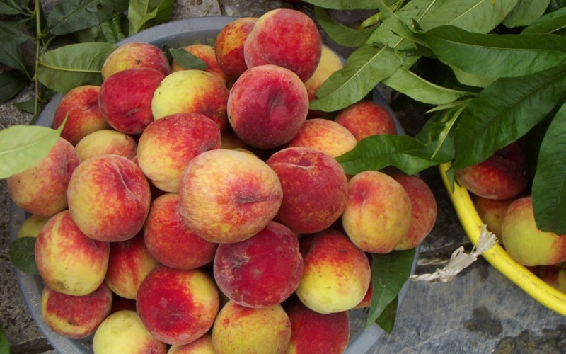 Early ripening peach season on Bac Ha plateau Early ripening peach season on Bac Ha plateau